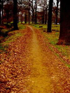 440683_wandering_the_path.jpg