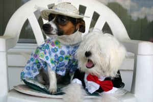 974025_dressed_dogs.jpg