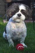 dog-shih%20tzu.jpg